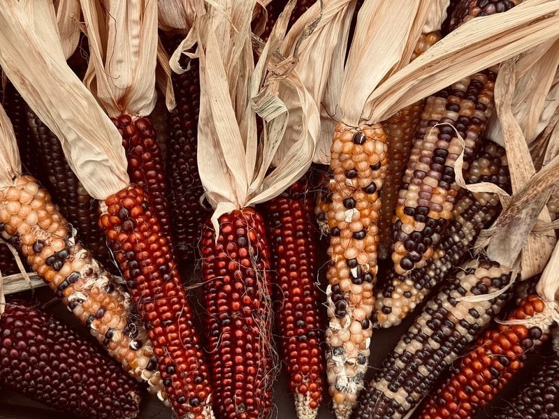 Plant-Based Food